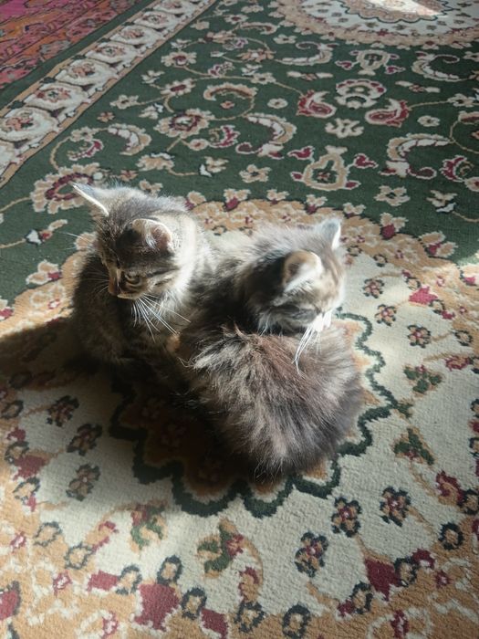 Котята домашние обоятельные