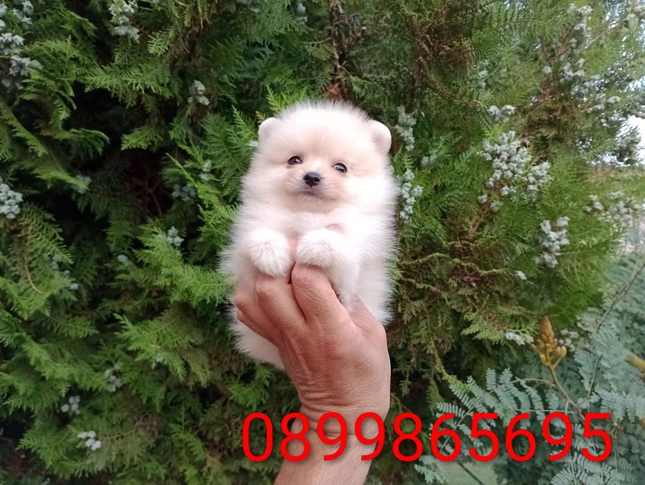 Померани.Изпращам клипове!