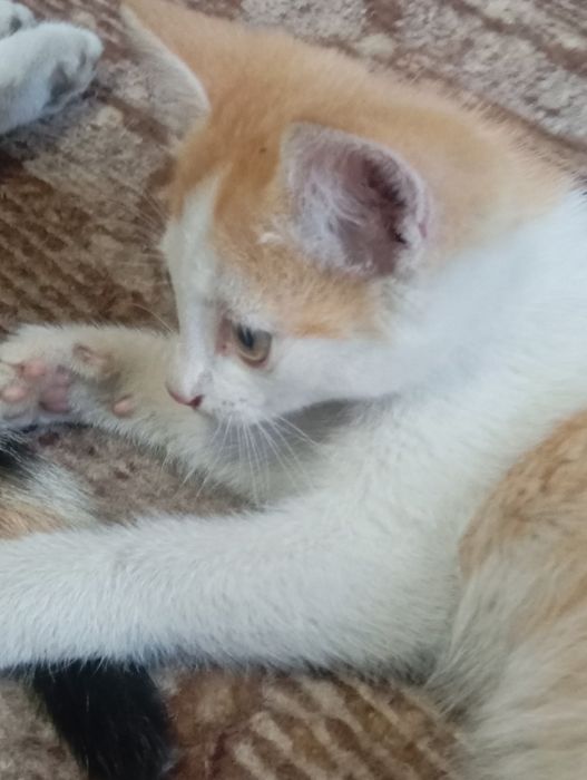 Отдаю котят в добрые руки