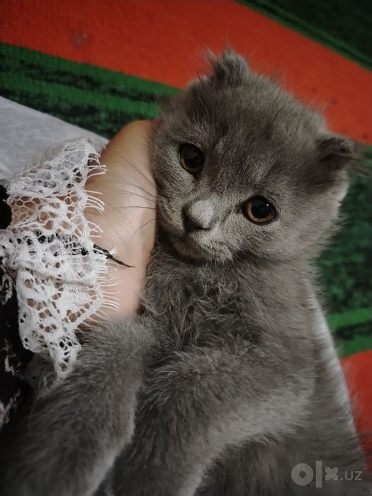 Продаются кошка.