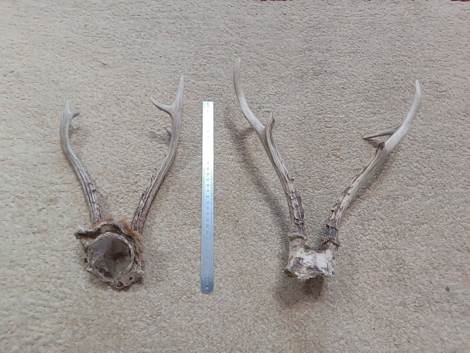 Рога косули старые