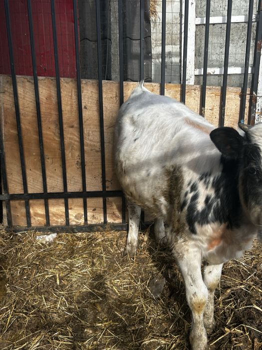 Vand vitei peste 200 kg albastru belgian medisat !