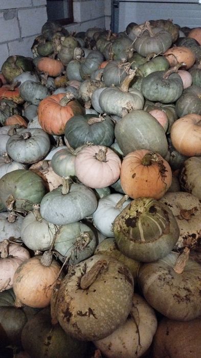 Vând Dovleac de copt  !