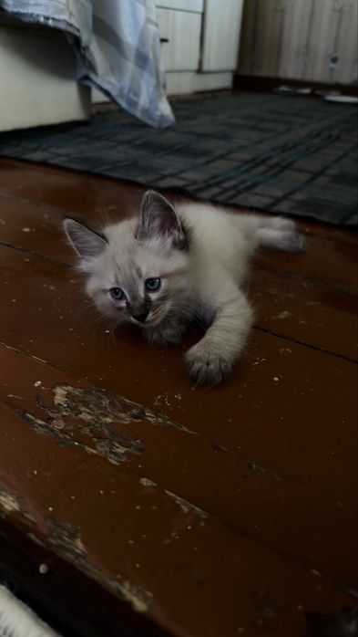 Продаются Сиамские Котятки