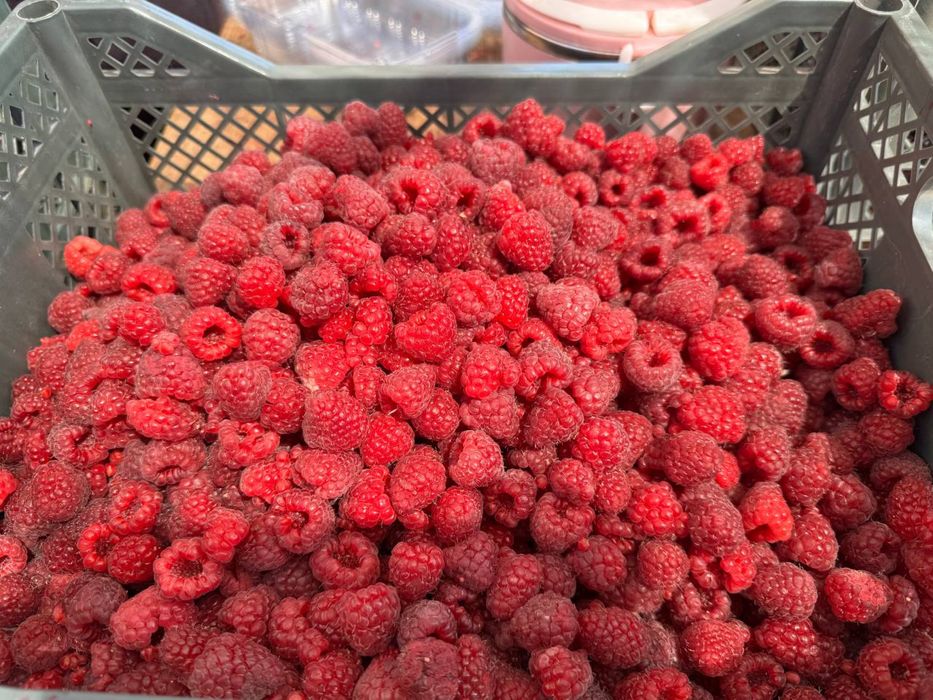 саженцы малины из польши сорт делнива. малина кучатлари делнива нави