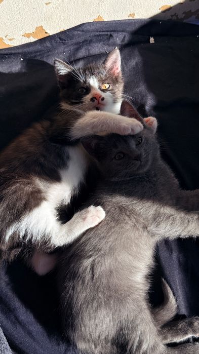 Отдам котят в добрые руки