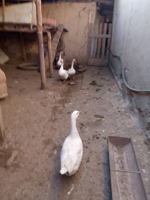 Яйца гусиные инкубационные