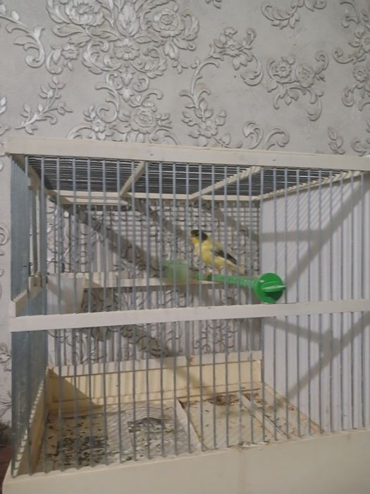 Kanareyka moda avliy blan lemon