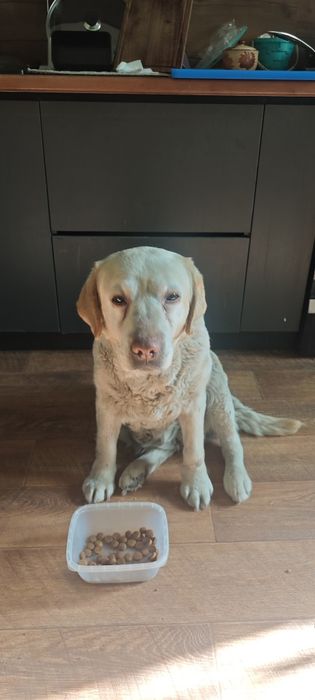 Найдена собака хозяева отзовитесь!