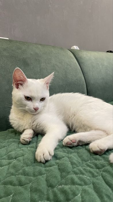 Котенок девочка ищет дом