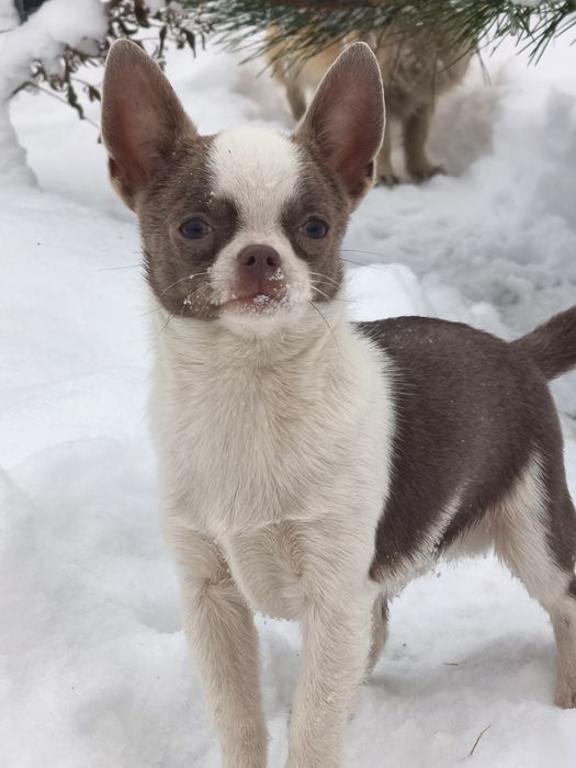 Шикарный мальчик