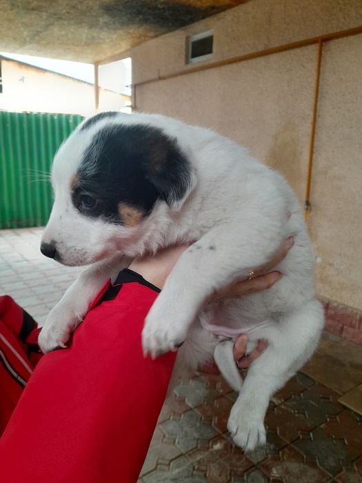 Отдам щенят в хорошие руки