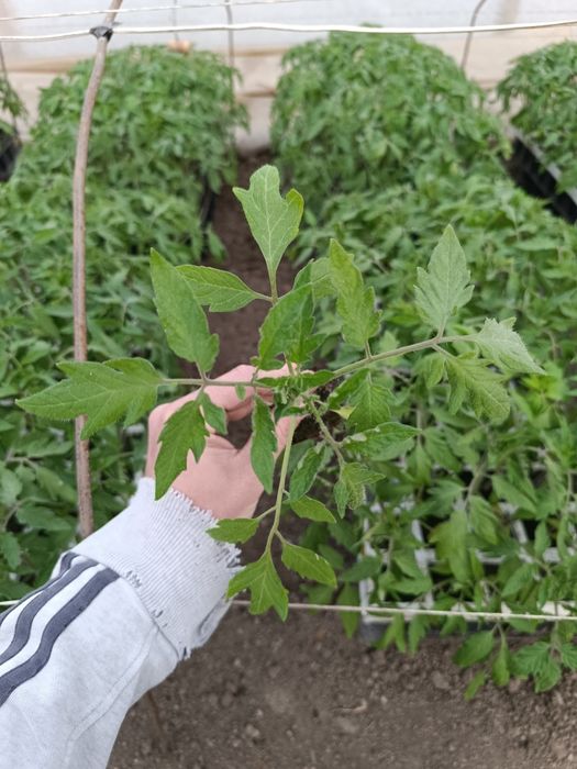 Разсад розови Домати