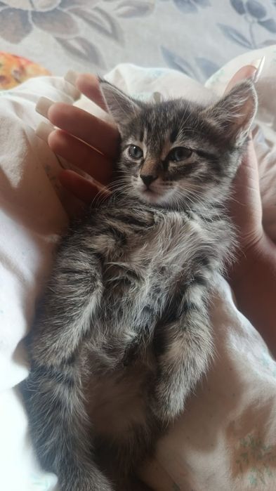 Отдам котят даром