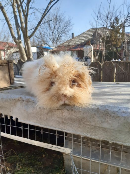 Vând iepuri ,rasă cap de leu