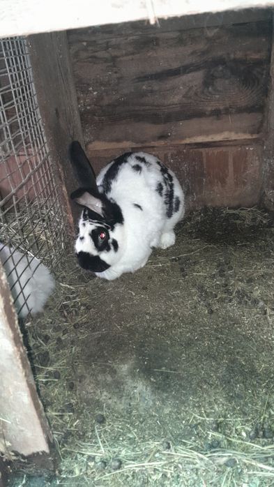 Iepuroice fluture german