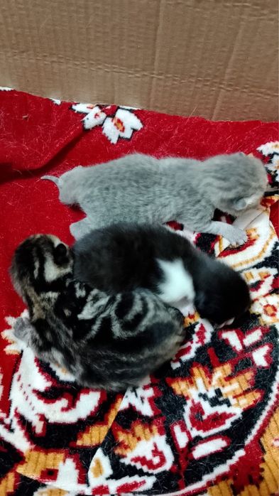 Котенки веслоухо