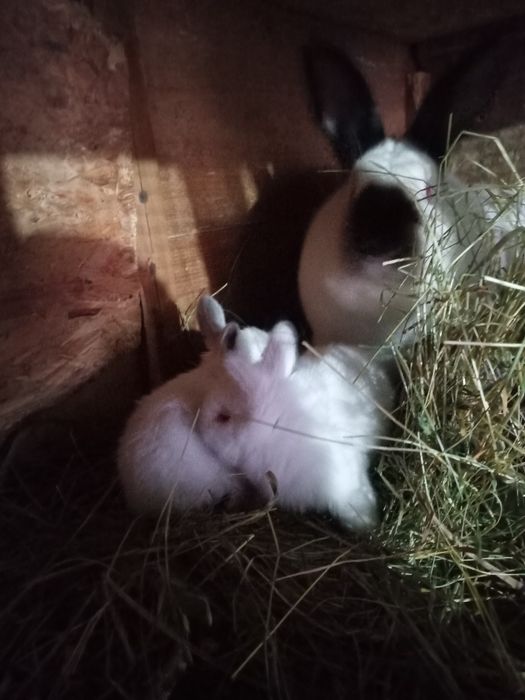 Vând iepuri Californieni