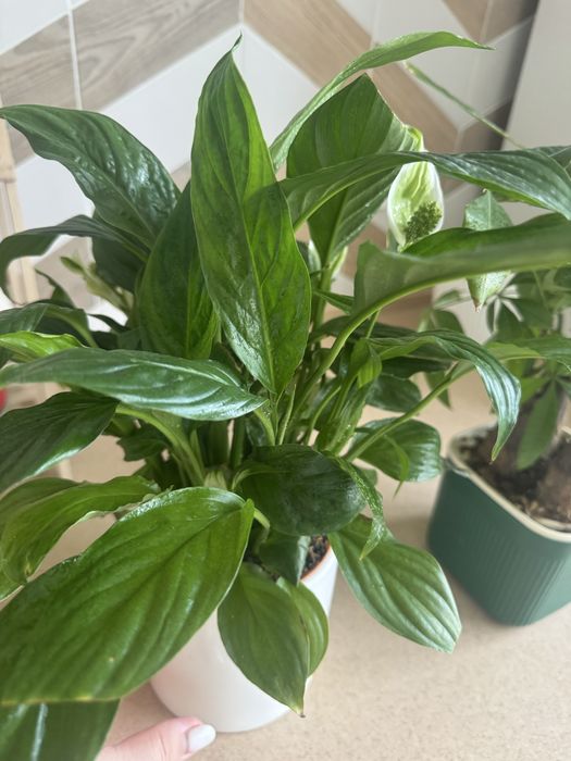 Комнатные цветы ухоженные