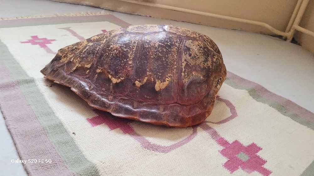 Голяма декоративна автентична коруба черупка от костенурка