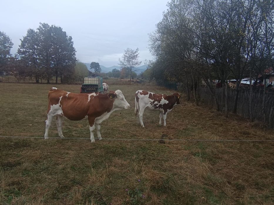 Vițele de vanzare