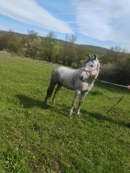 Armăsar de vânzare!