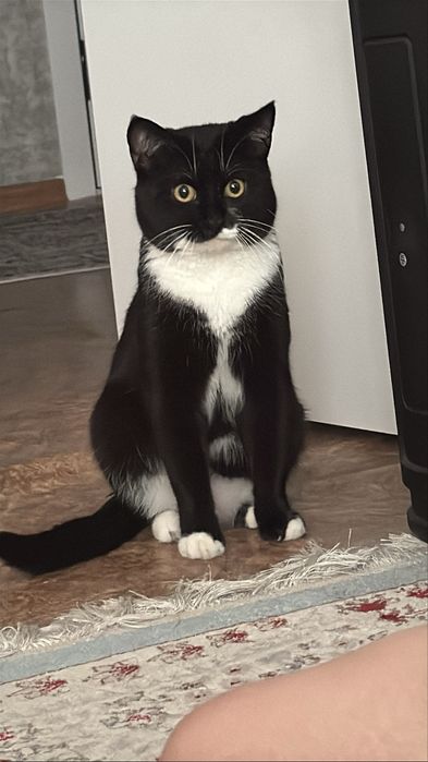 Ищем дом для кота
