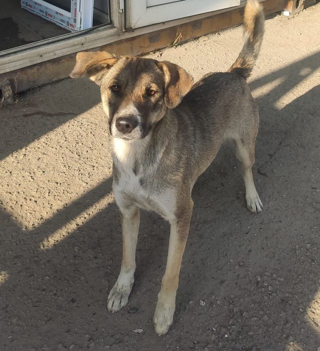 Отдам стерилизованную девочку