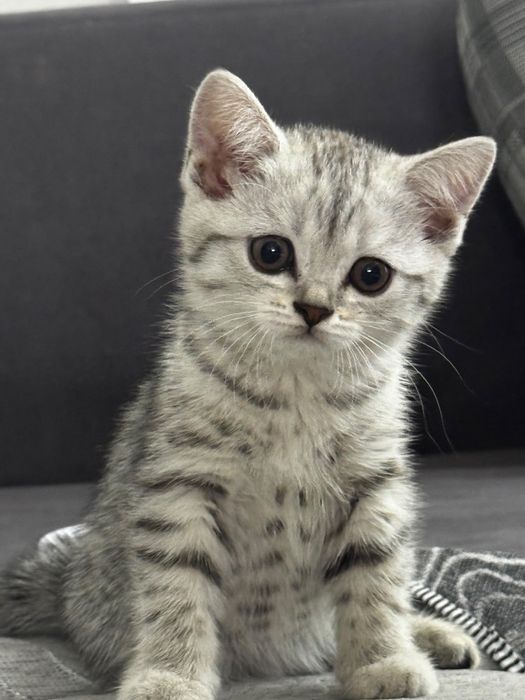 Продам шотландских котят