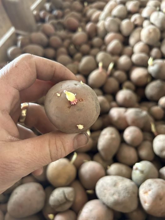 cartofi de sămânță roșii și albi