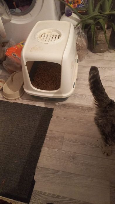 Шотландская вислоухая кошка