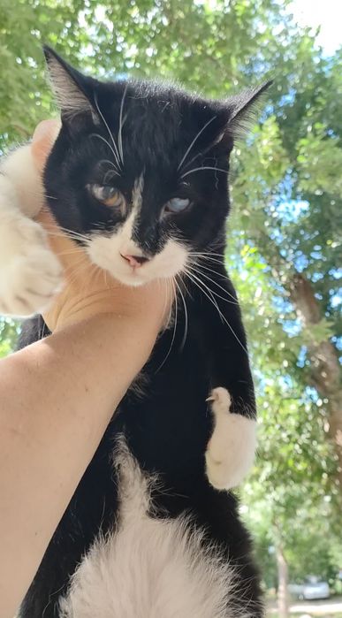 Кот, импозантный мужчина.