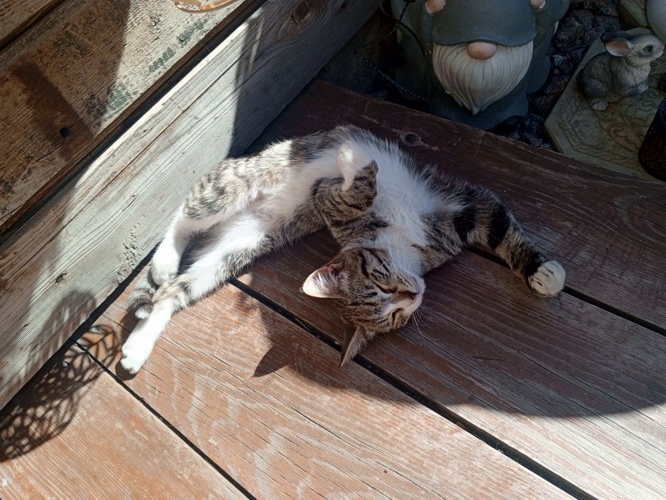Ищем дом котёнку