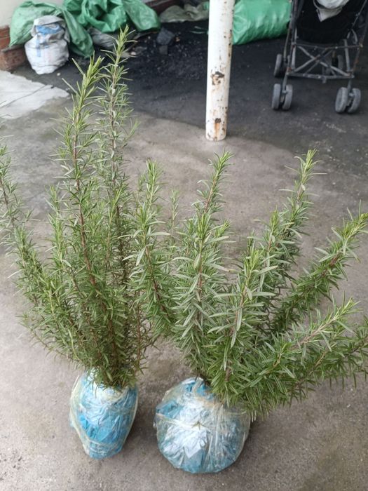 Розмарин ко'чатлар  Fargʻona