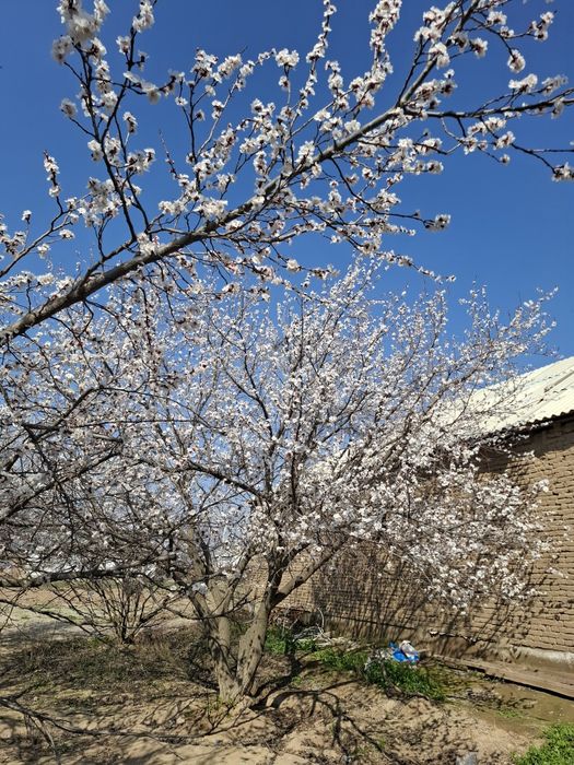 12 sotx uchaska+bogʻ sotiladi