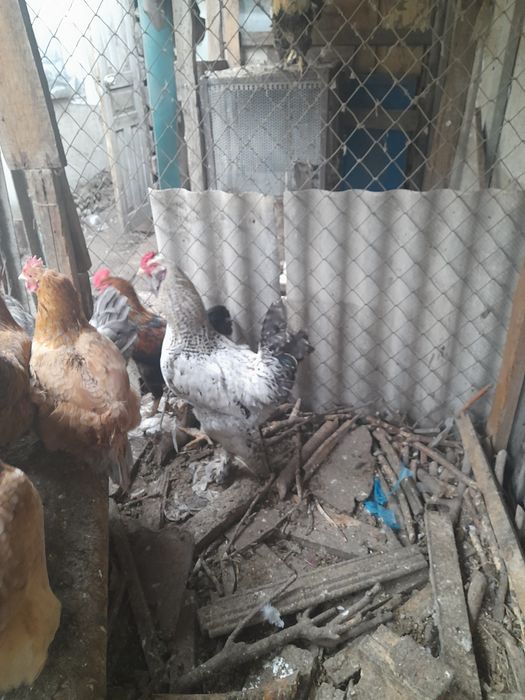 Продам молодых петухов