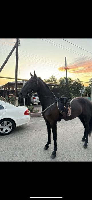 Продам Орловского рысака кобыла 3 лет