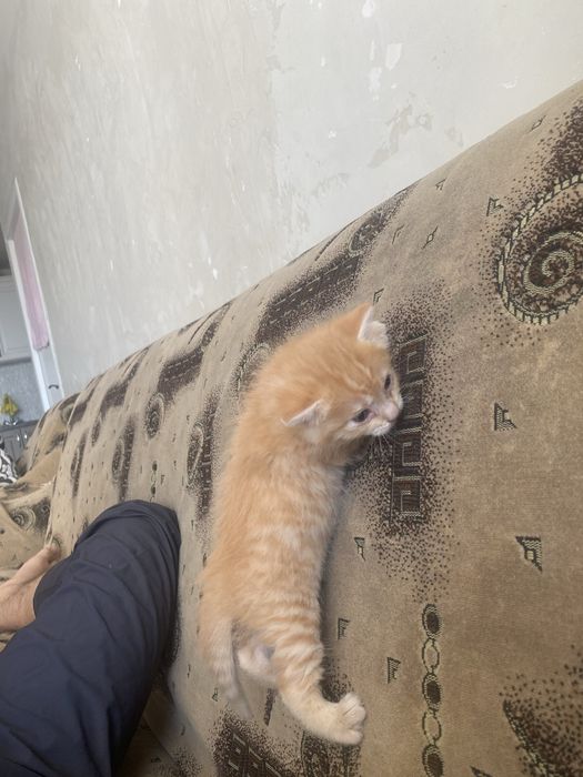 Котенок ищет хороших хозяев