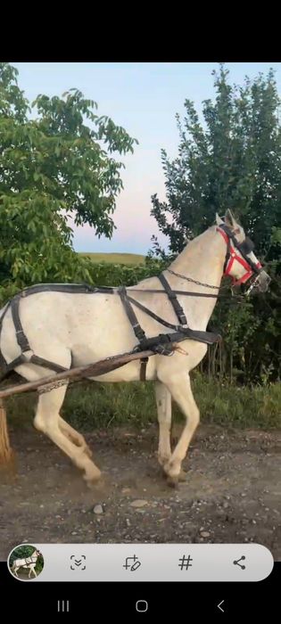 Iapa de vanzare varsta 8 ani,gestanta