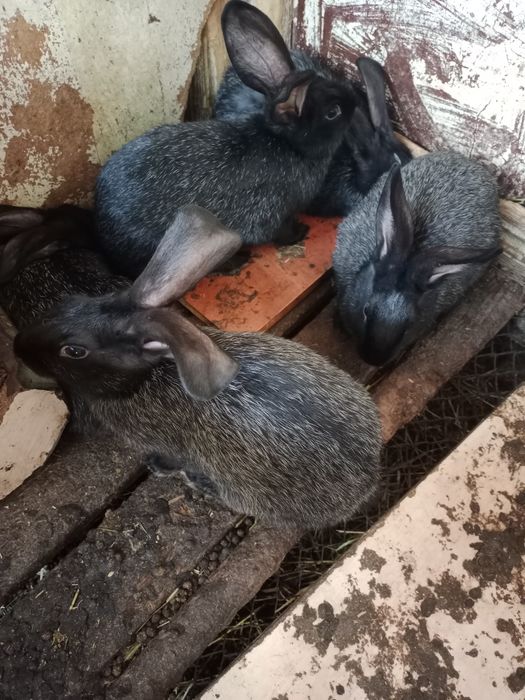 Продам кроликов помесных