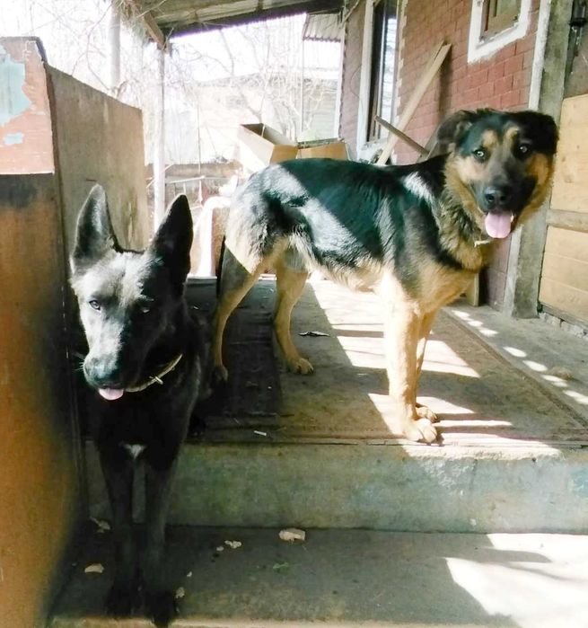 Продам щенков, метисы