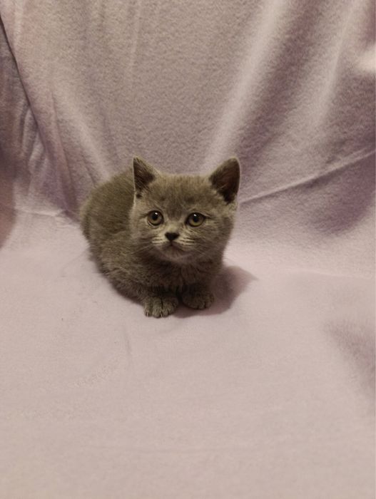 Британско коте
