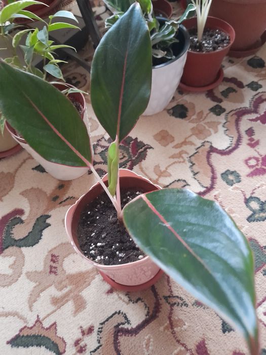 Растение аглаонема