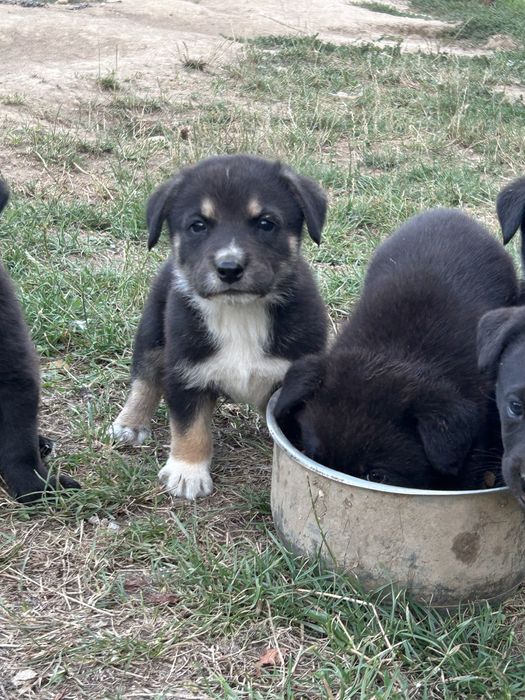 Donez puiuti  de caine