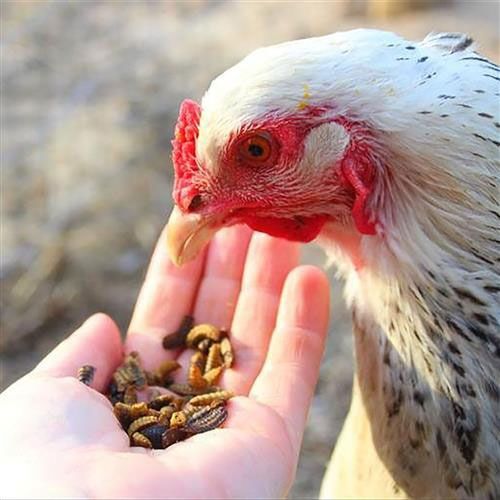 Сушеная Черная львинка