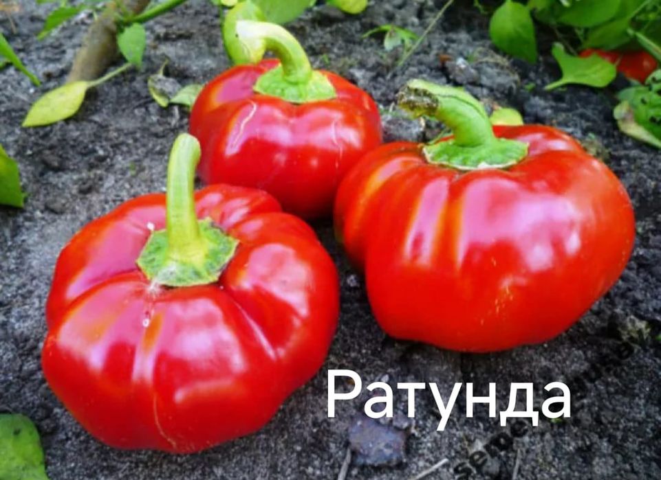 Семена сладкого перца