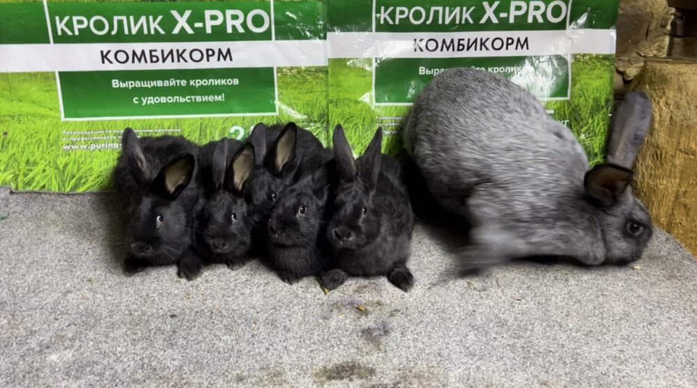 Полтавски Серебро кожектери сатылады
