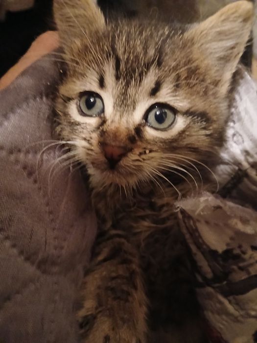 Малък, умен и красив младеж търси дом