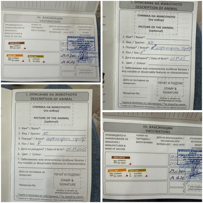 Йоркширски териери