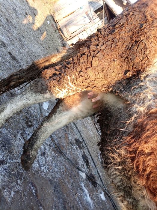 Vaca de vânzare gestanta